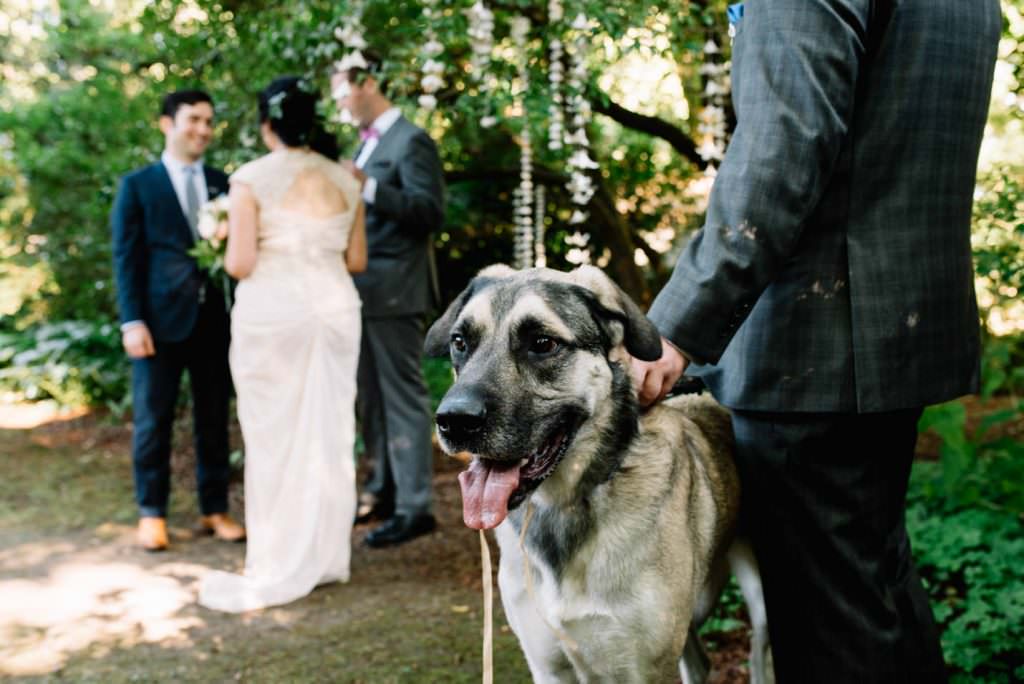 Dunn Gardens Weddings Seattle: Kathryn and Max's Dog Themed Wedding (59)
