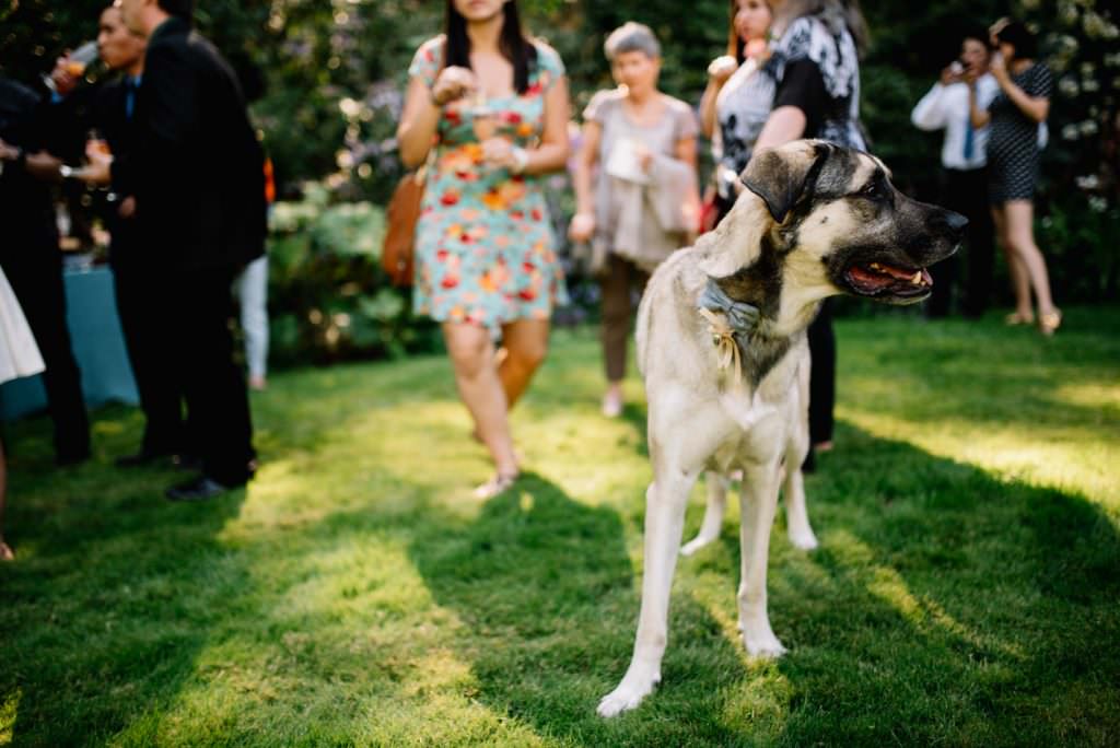Dunn Gardens Weddings Seattle: Kathryn and Max's Dog Themed Wedding (75)