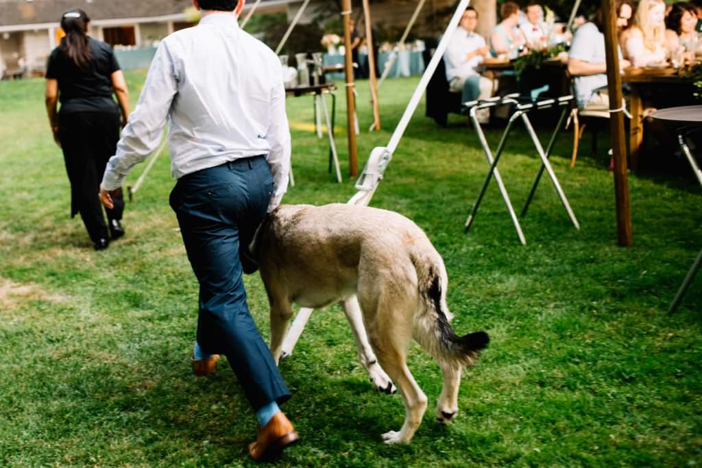 Dunn Gardens Weddings Seattle: Kathryn and Max's Dog Themed Wedding (88)