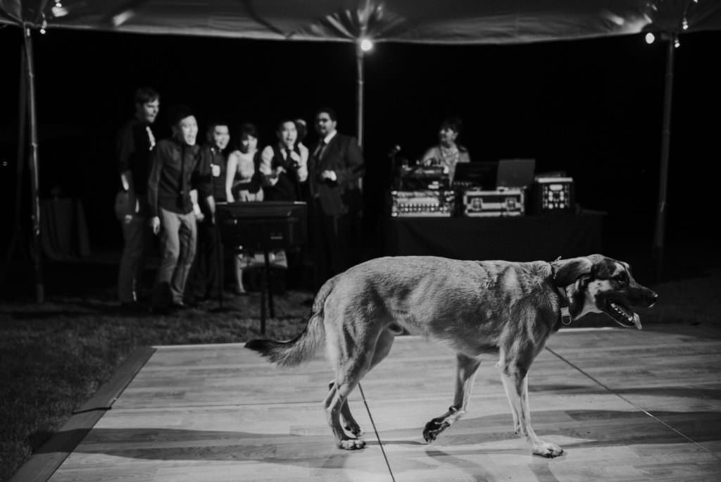 Dunn Gardens Weddings Seattle: Kathryn and Max's Dog Themed Wedding (2)