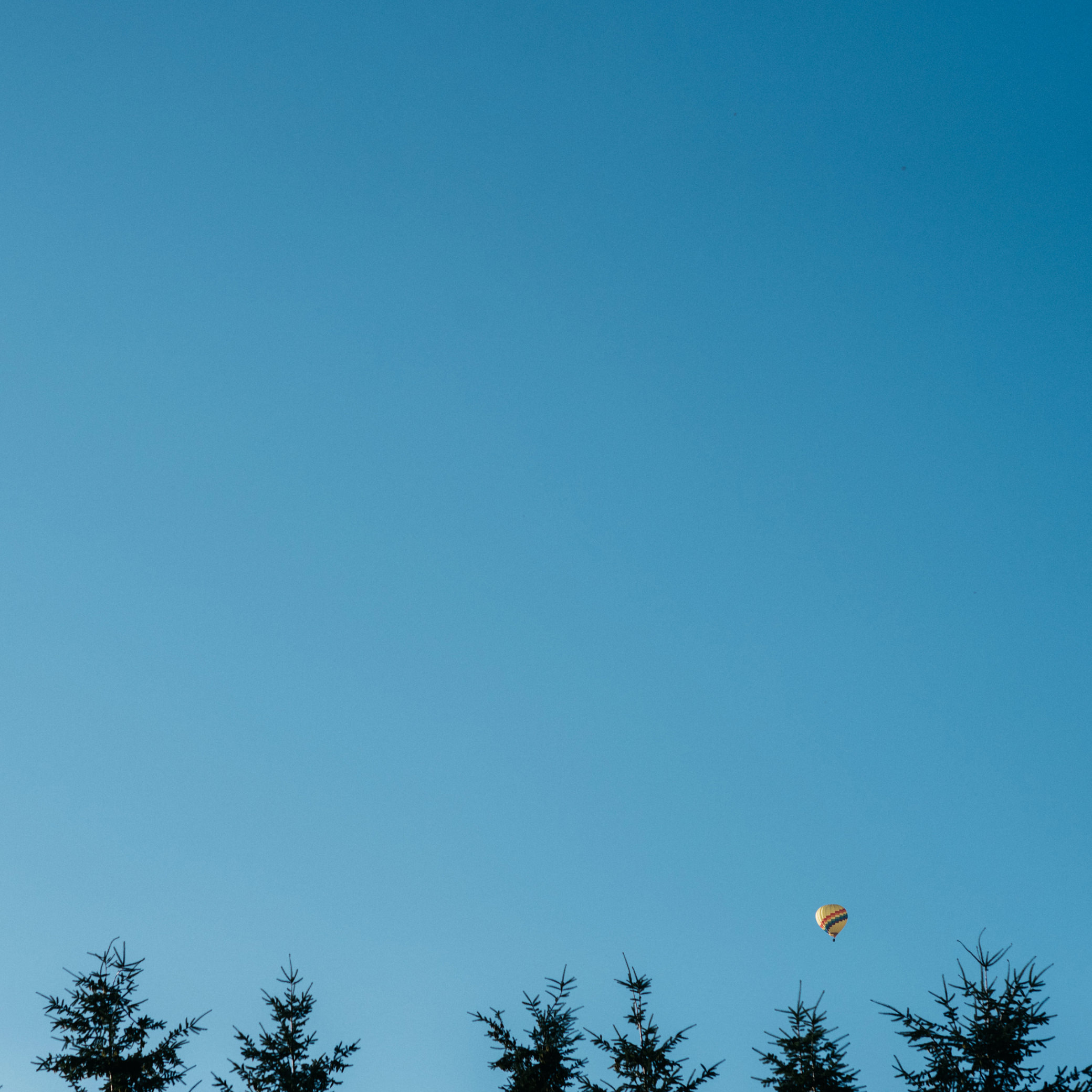 A hot air balloon floats in a deep blue summer Sky over Woodinville Lavender Farm, Washington