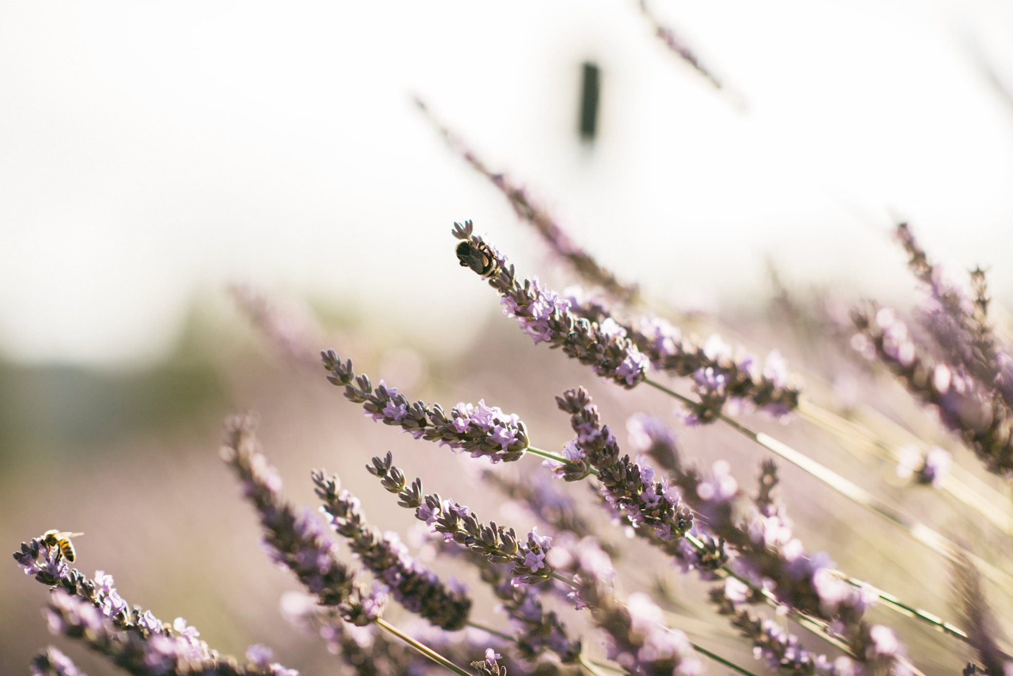 Honey bees do their thing at the Woodinville Lavender Farm, Summer 2016, Washington