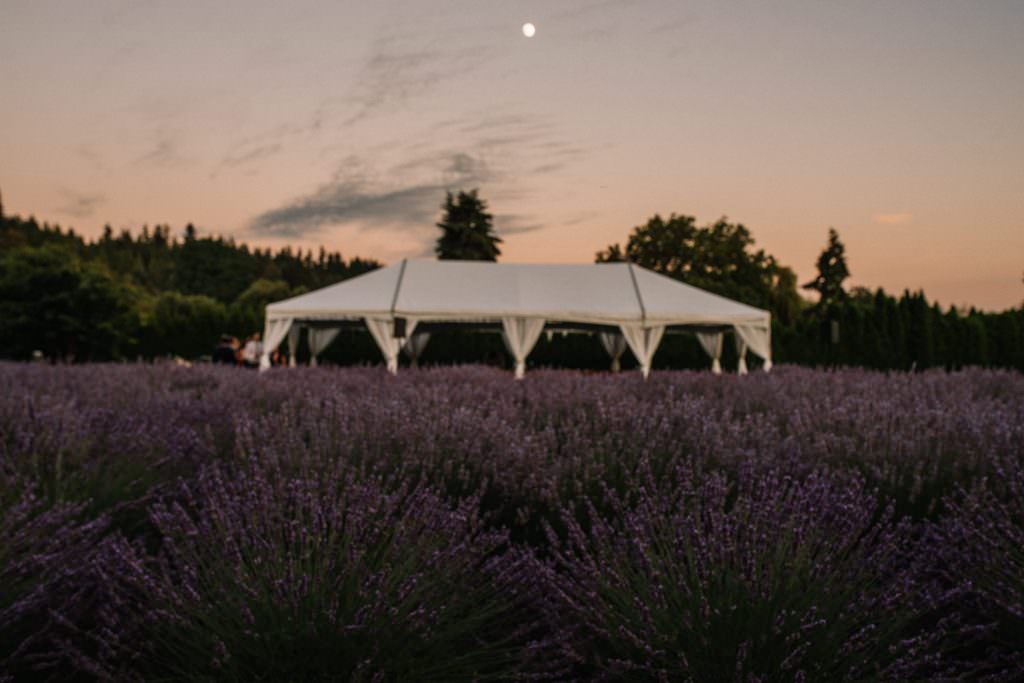 Twilight at the Woodinville Lavender Farm, Washington, Summer 2016