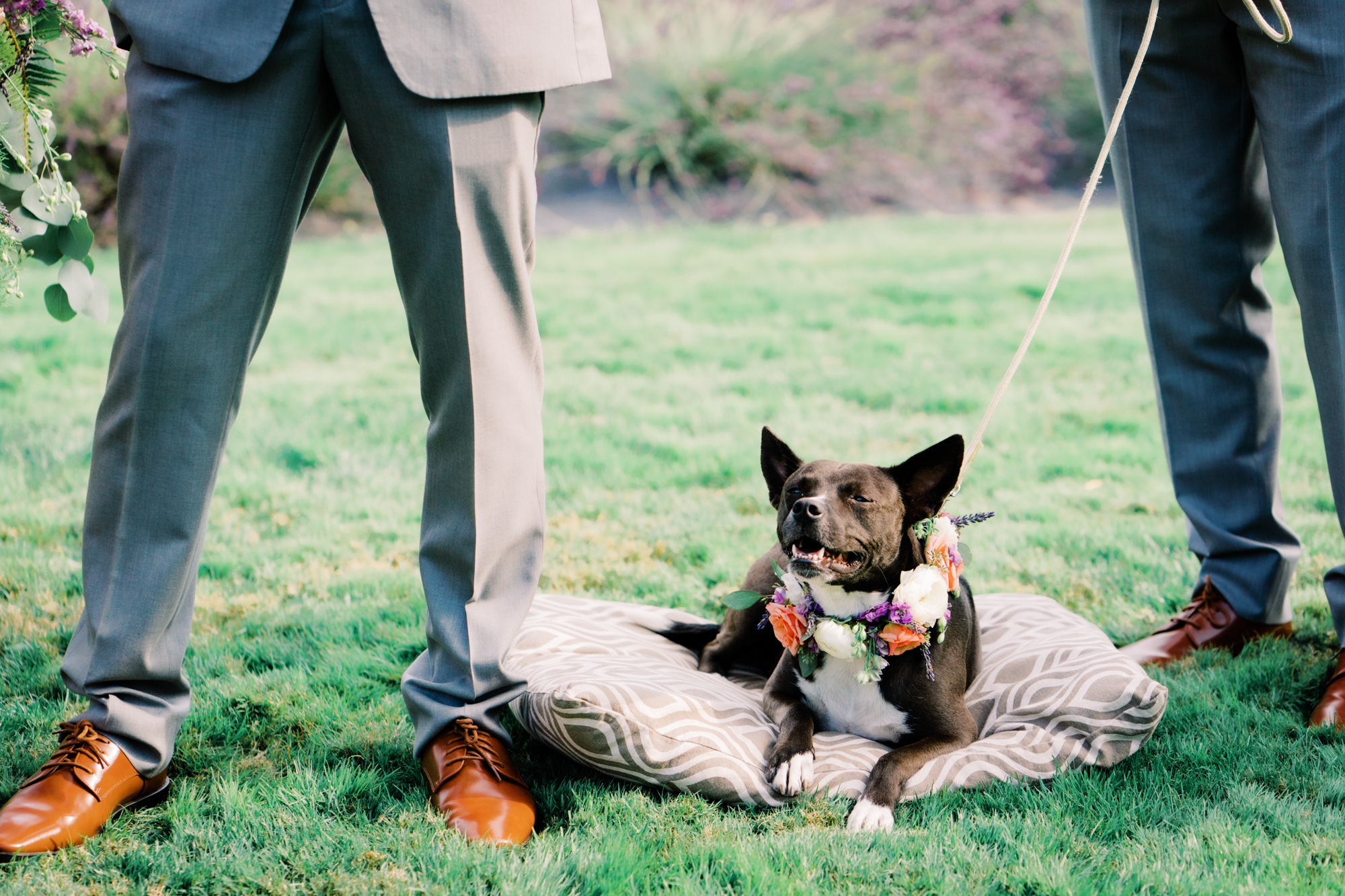 Woodinville Lavender Farm weddings: Wedding ceremony with dog