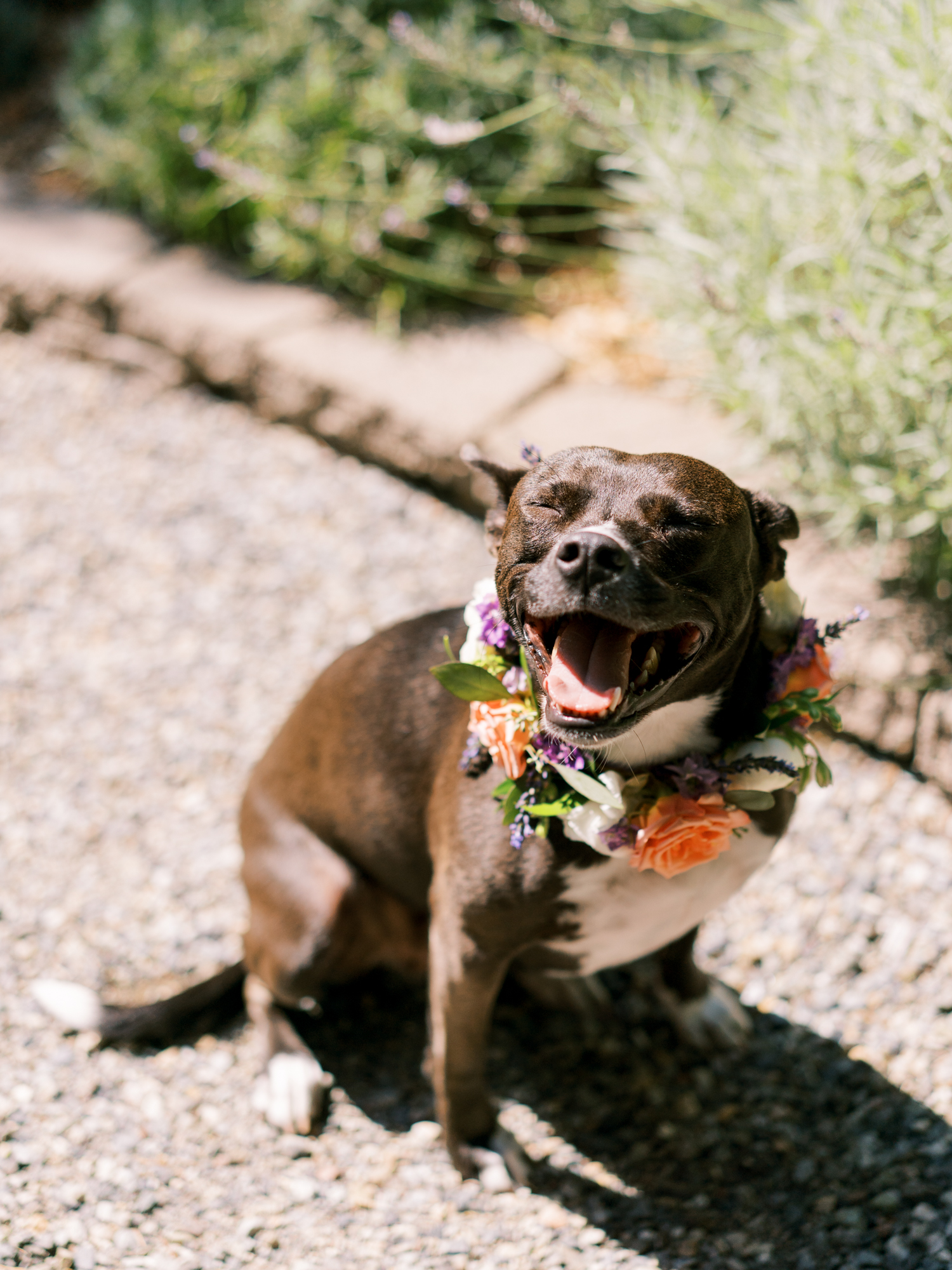 Dog floral collar by Fena Flowers