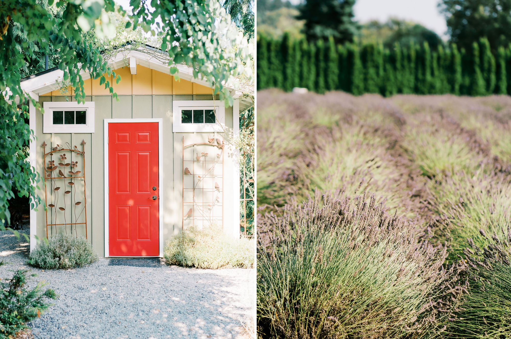 Woodinville Lavender Farm Weddings: Lindsay and Andres