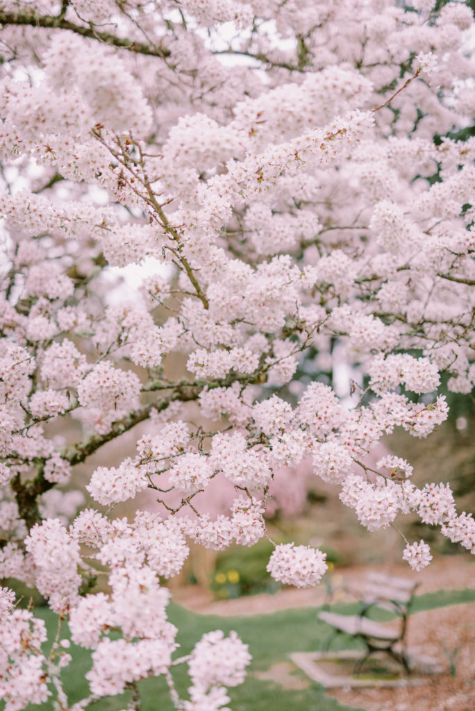 Cherry blossoms at Washington Arboretum Park