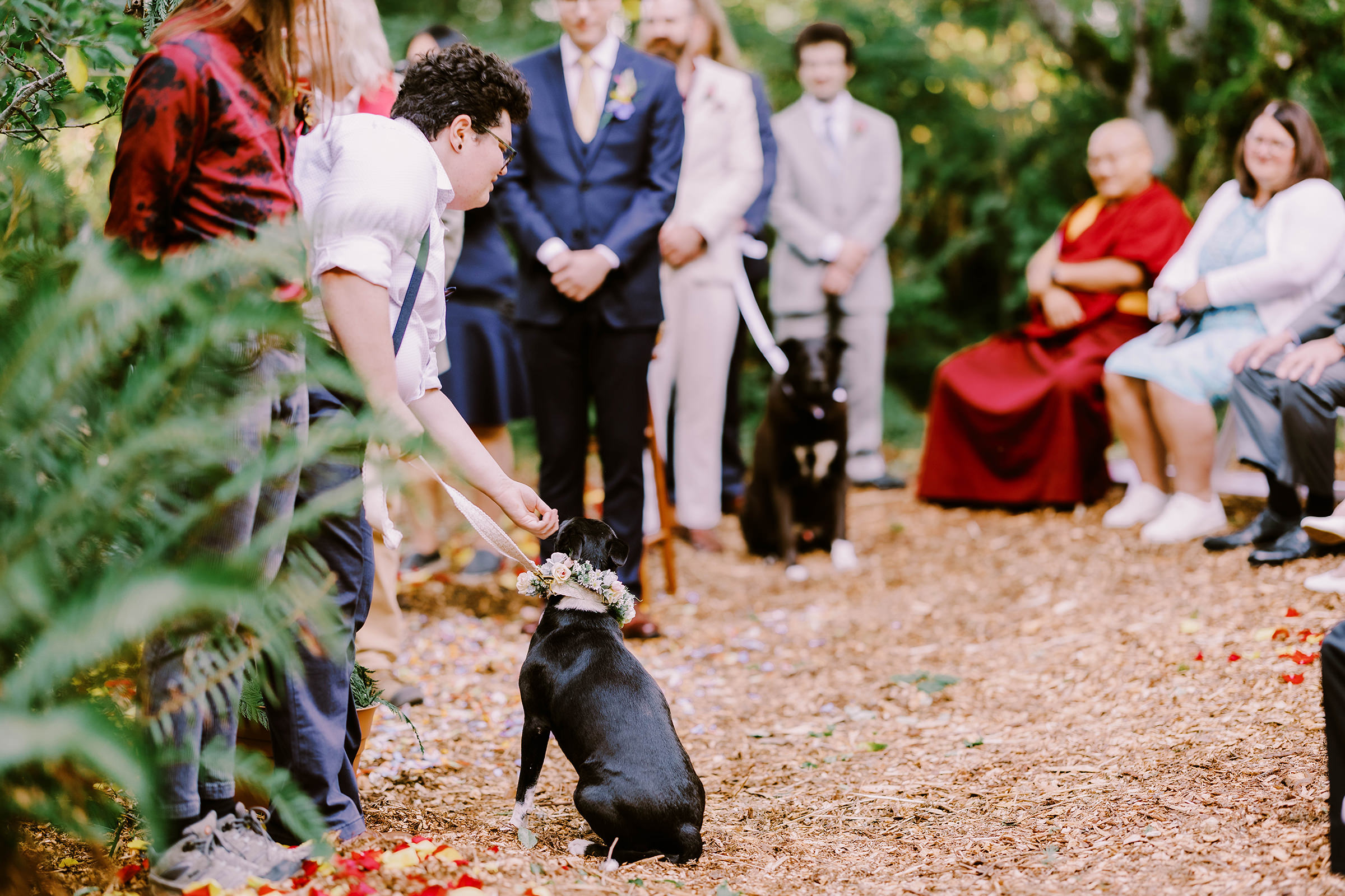 Annika and Sean's dog at their intimate backyard wedding ceremony.